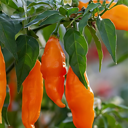 Aji Mango: Hot Pepper