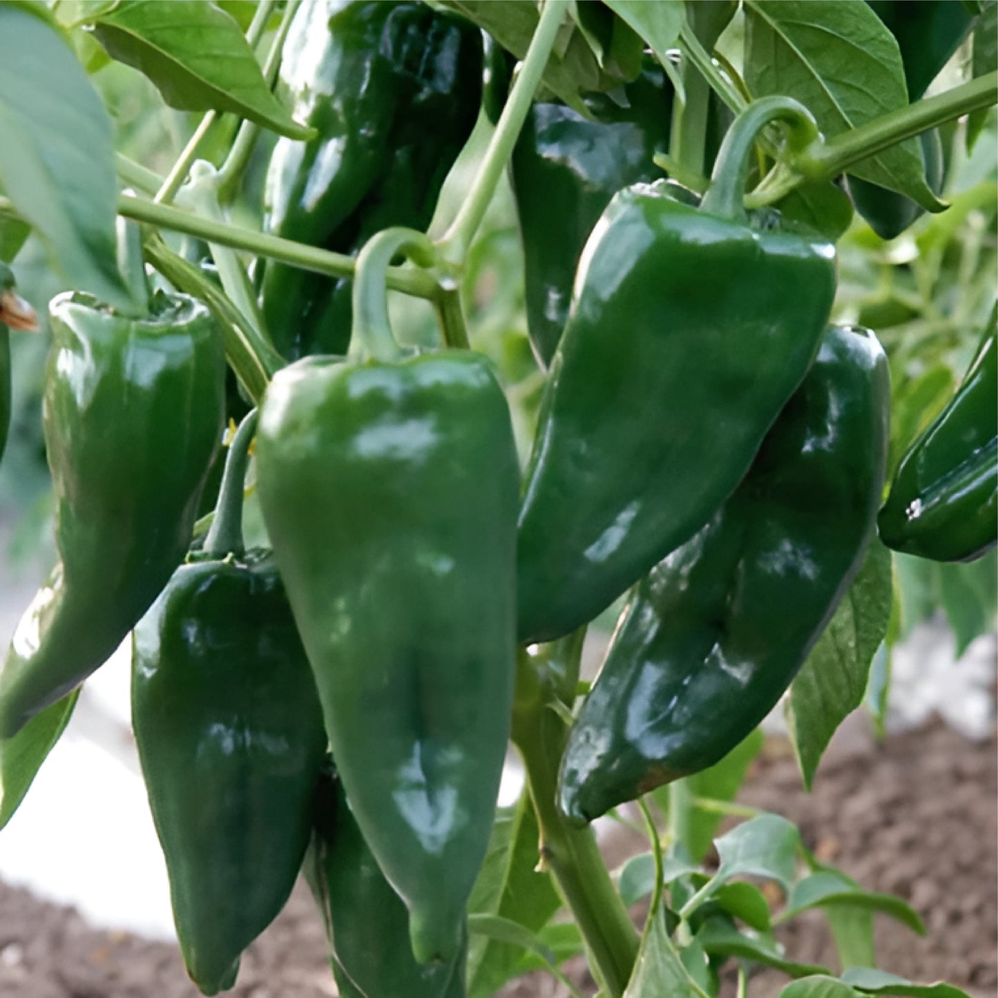 Poblano: Hot Pepper