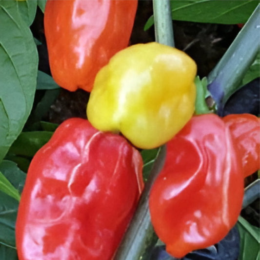 Tobago Seasoning: Hot Pepper