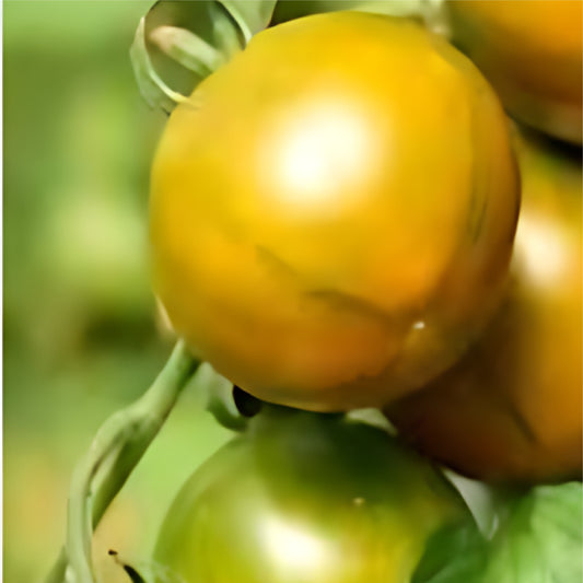 Evil Olive: Cherry Tomato