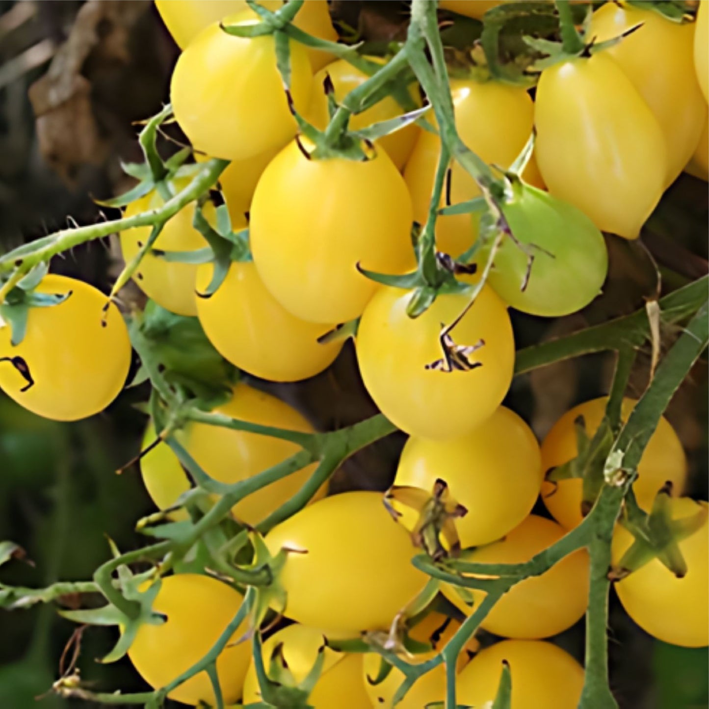 Barry's Crazy: Cherry Tomato