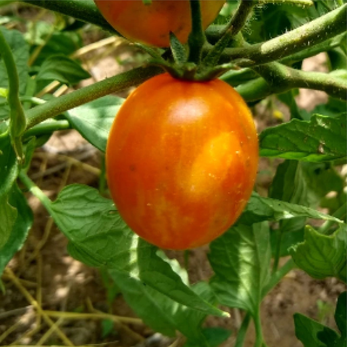 Apricot Zebra: Cherry Tomato