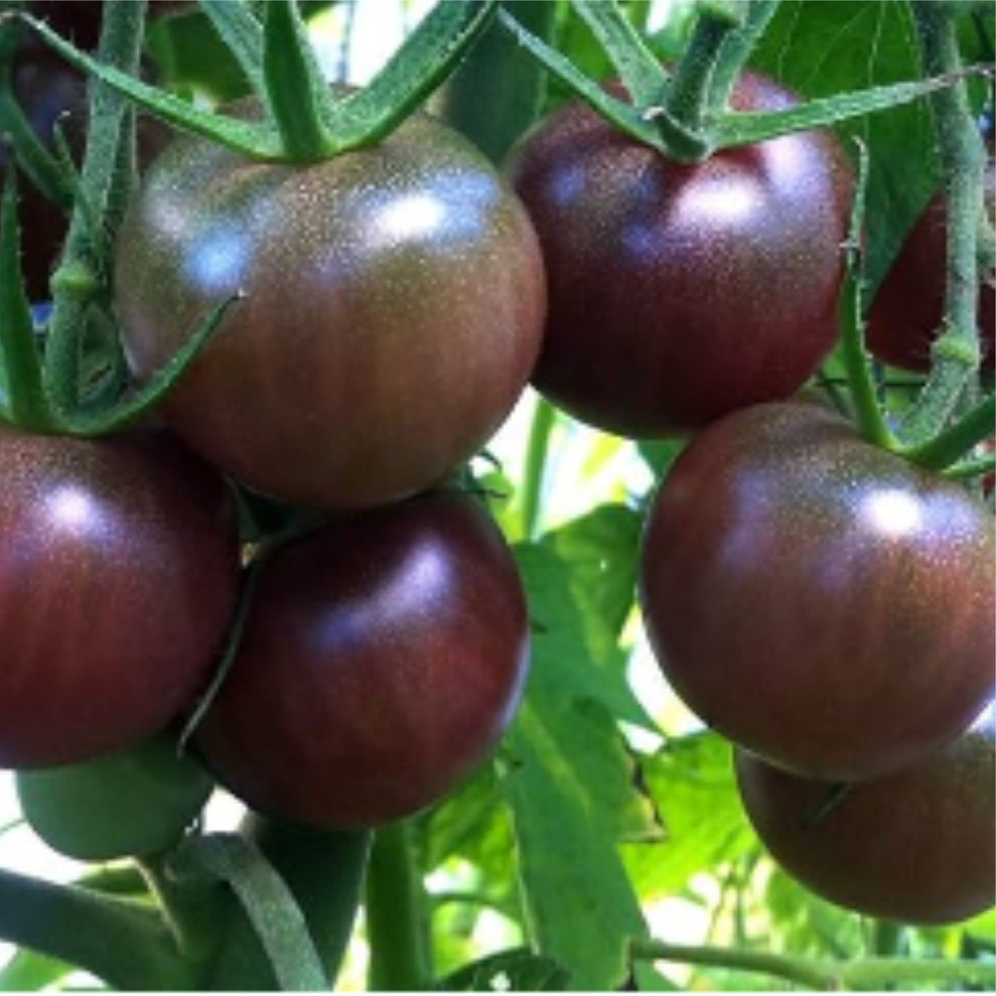 Black Cherry: Cherry Tomato