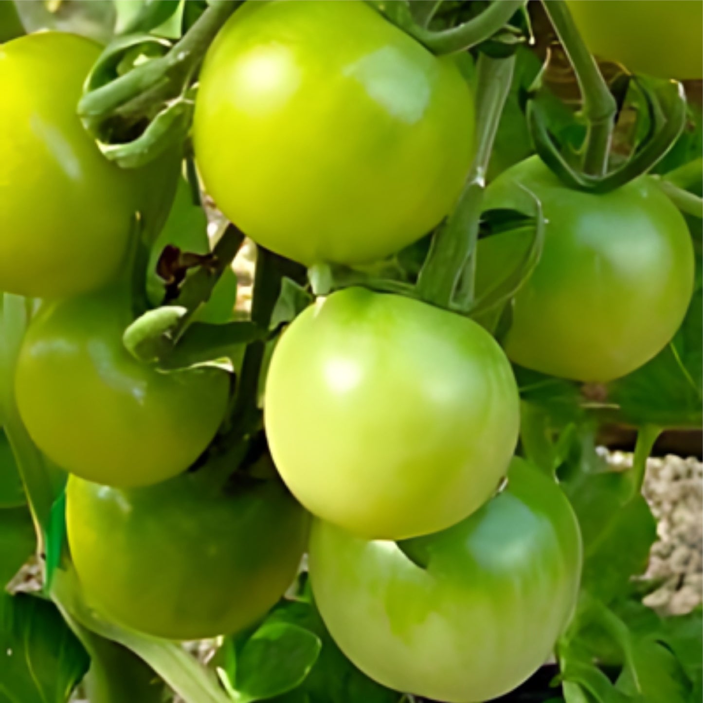 Green Doctors: Cherry Tomato