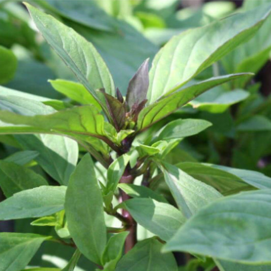 Siam Basil