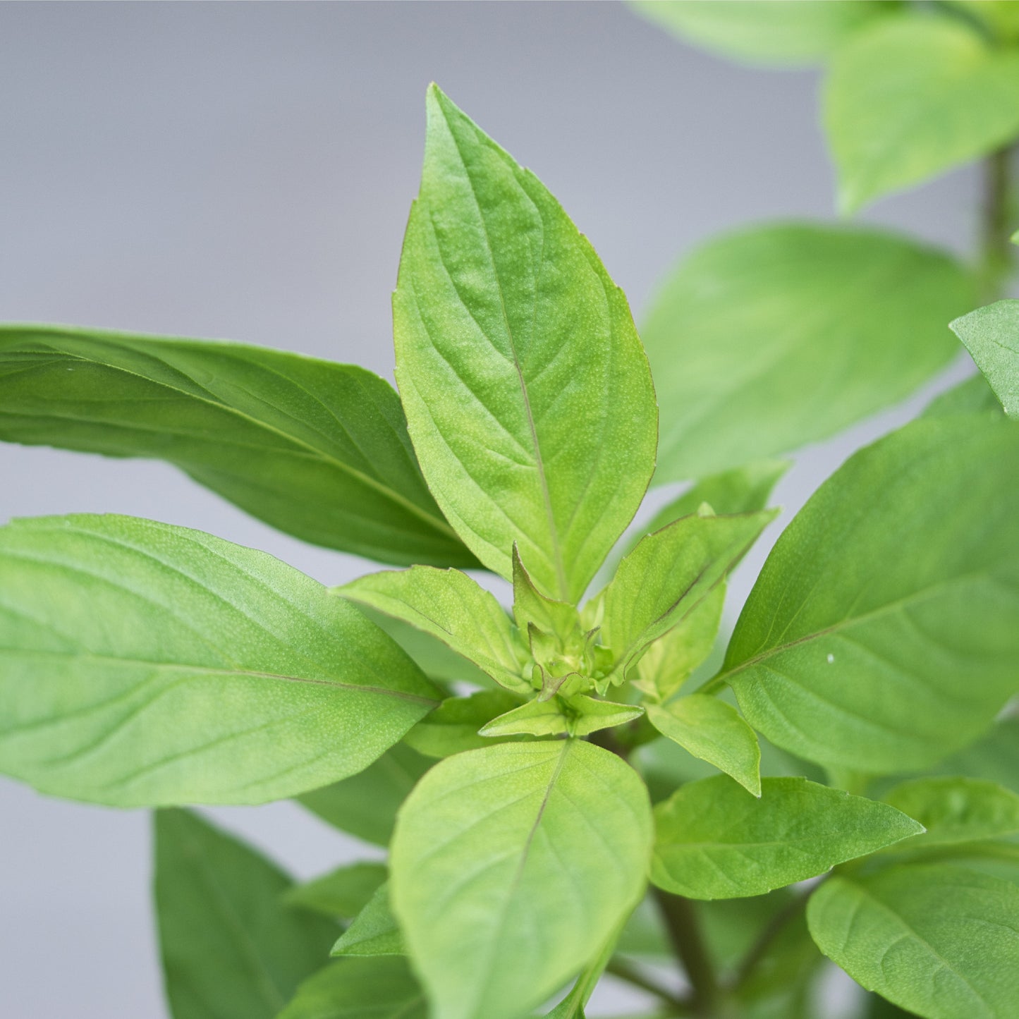 Genovese Basil