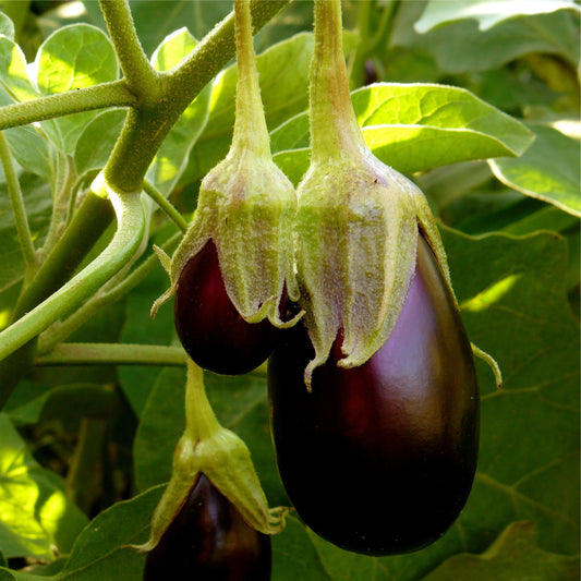 Eggplant: Black Beauty